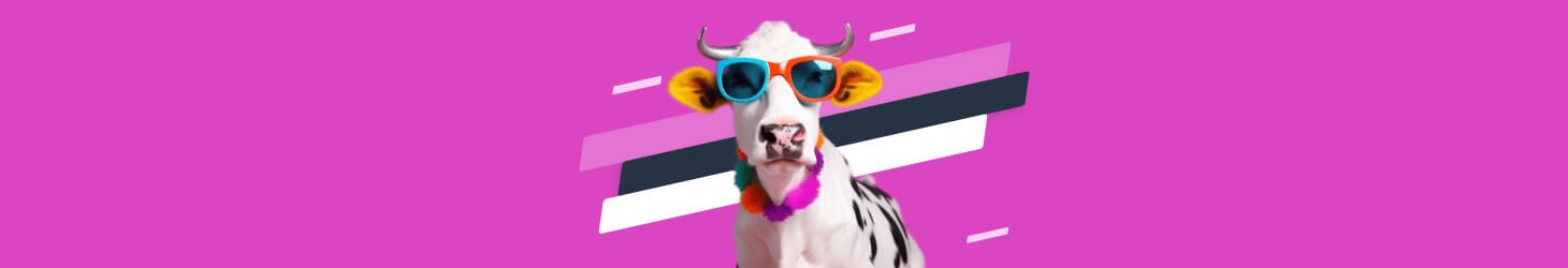 cow with sunglasses